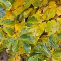 Parrotia persica - najaar 2025
