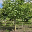Juglans regia - Foto 4