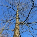 Fagus sylvatica 'Atropunicea' - Foto 2