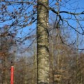 Fagus sylvatica 'Atropunicea' - Foto 3