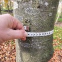 Fagus sylvatica 'Atropunicea' - Foto 5