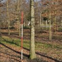 Fagus sylvatica 'Atropunicea' - Foto 4