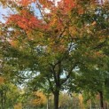 Acer palmatum - Foto 3