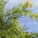Acer palmatum 'Dissectum' - Foto 4