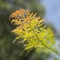 Acer palmatum 'Dissectum' - Foto 5