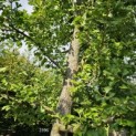 Ginkgo biloba - 3