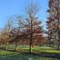 Carpinus betulus - januari 2025
