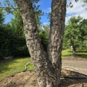 Quercus Suber - 6