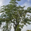 Albizia Julibrissin - Foto 5
