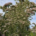 Cornus kousa 'Stellar Pink' - Foto 3