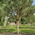 Pinus sylvestris - 8