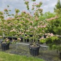 Cornus 'Rosy Teacups' - Foto 1