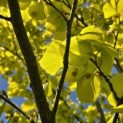 Fagus sylvatica 'Zlatia' - Foto 1