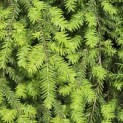 Tsuga canadensis - Foto 2