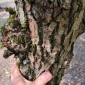 Salix Alba - Foto 2