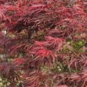 Acer palmatum 'Garnet' - 2