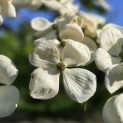 Cornus kousa - 2