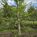 Carpinus betulus - 3