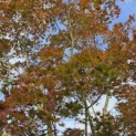 Acer palmatum Masu-kagami - 1