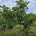 Quercus pontica - 2