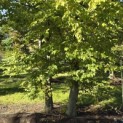 Carpinus betulus - 1