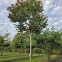 Heptacodium miconioides - Foto 4