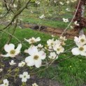 Cornus Florida 'Rainbow'