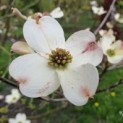 Cornus Florida 'Rainbow'