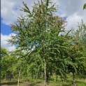 Cercidiphyllum japonicum - juni 2026