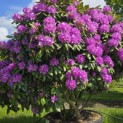 Rhododendron 'Catawbiense Boursault' - 4