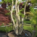 Heptacodium miconioides - Foto 5