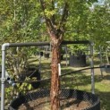 Acer griseum - 5