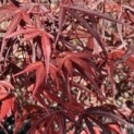 Acer palmatum 'Atrolineare' - 1