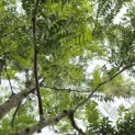 Gleditsia triacanthos ‘Draves' - 5