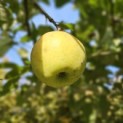 Malus domestica 'Lombarts' - 1