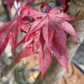 Acer palmatum 'Fireglow' - Foto 1