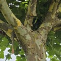Platanus hispanica - Foto 3