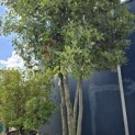 Quercus ilex - Foto 2