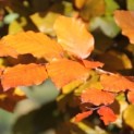 #743 Fagus sylvatica 'Atropunicea' Rote Buche als Solitär