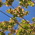 Cornus 'Stellar Pink' - Foto 1