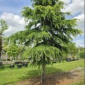Cedrus deodara 'Aurea' - 2