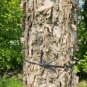 betula nigra - 3