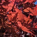 Acer palmatum 'Bloodgood' - 5