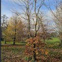 Fagus sylvatica - 1