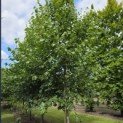 Tilia x europaea 'Euchlora' - 2