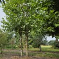 Platanus x Hispanica - Foto 2