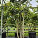Quercus ilex - 1