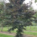 Fagus sylvatica 'Atropunicea' - Foto 3