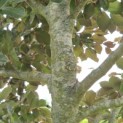 Fagus sylvatica 'Atropunicea' - Foto 2