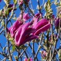 Magnolia 'Susan' - 1